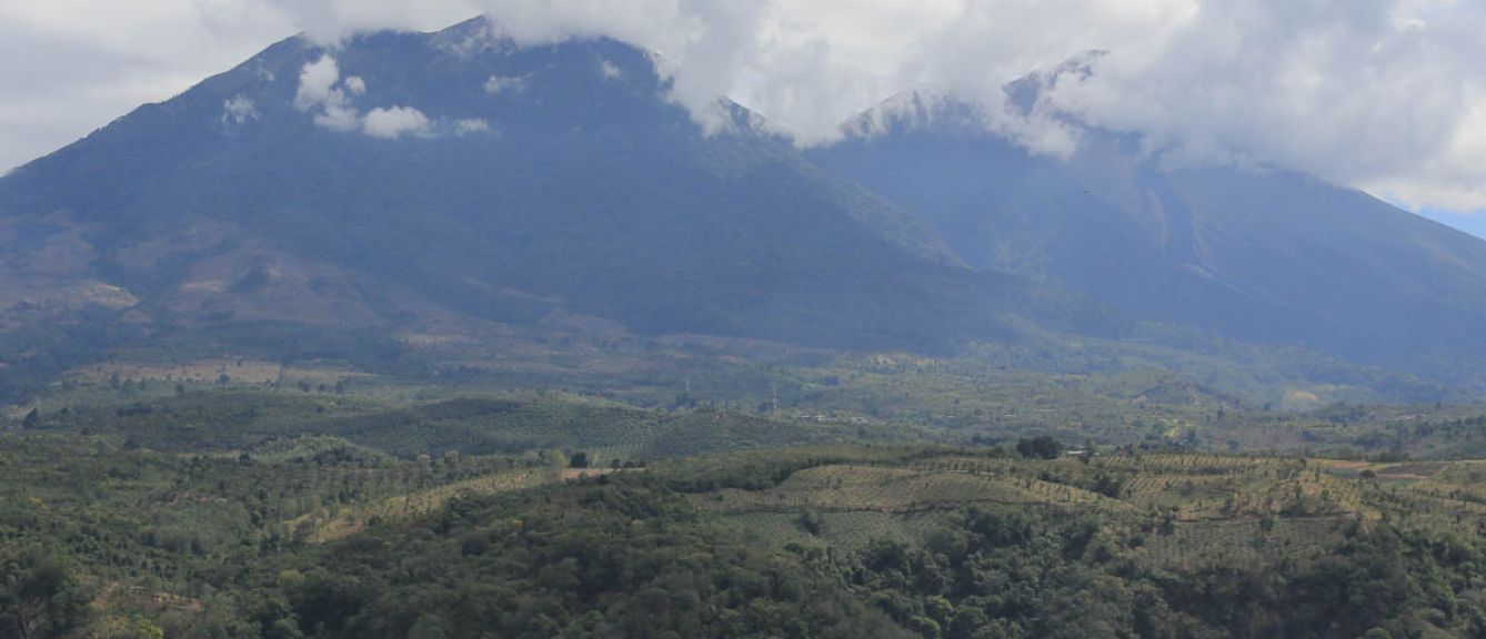 Guatemala Gesha - Acatenango Producers