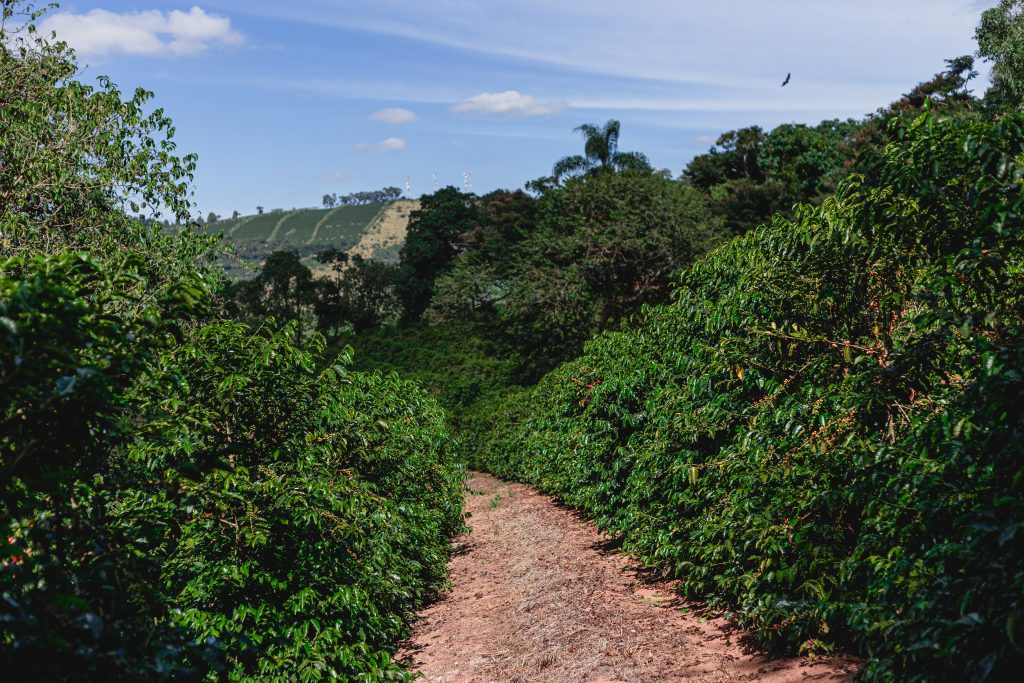 Brazil-Gesha