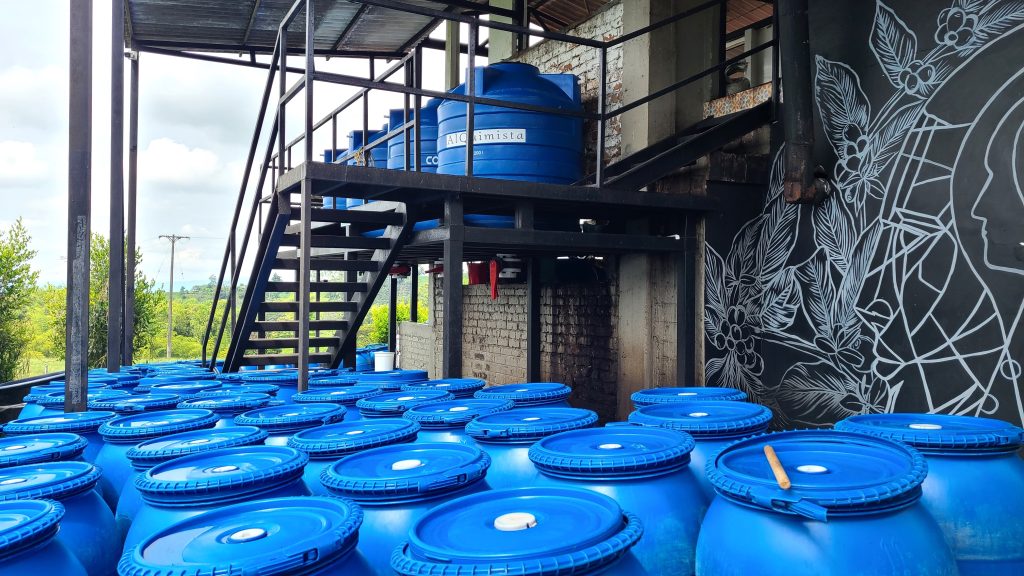 Colombia Gesha - Edwin Noreña, Finca Campo Hermoso, Quindío