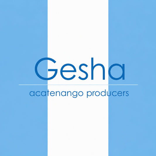 Guatemala Gesha - Acatenango Producers