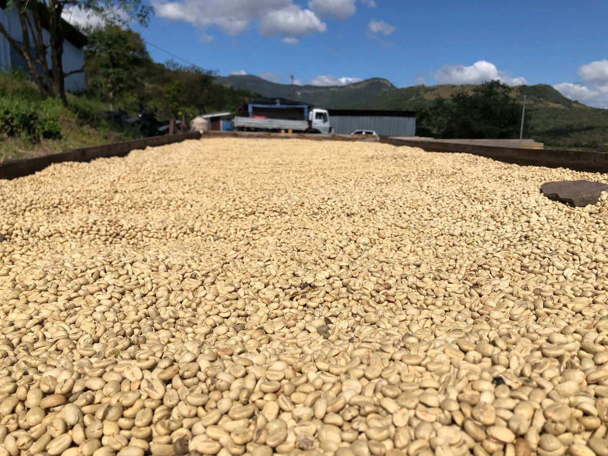 Nicaragua - Gesha Washed