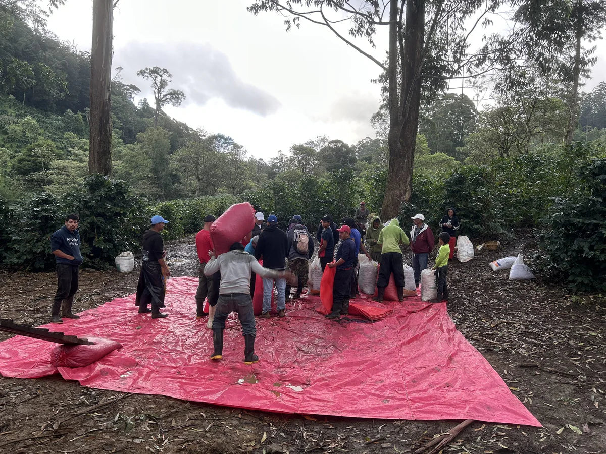 Nicaragua - Gesha Washed