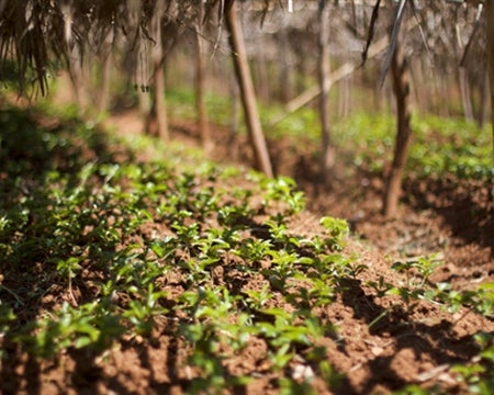 Ethiopia Heirloom - Harfusa Cooperative, Yirgacheffe, Gedeb