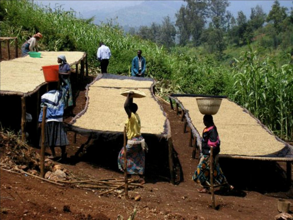 Rwanda Bourbon - Jarama Farm, Nyamasheke, Kivubelt Estate