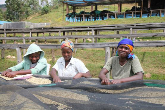 Rwanda Bourbon - Jarama Farm, Nyamasheke, Kivubelt Estate