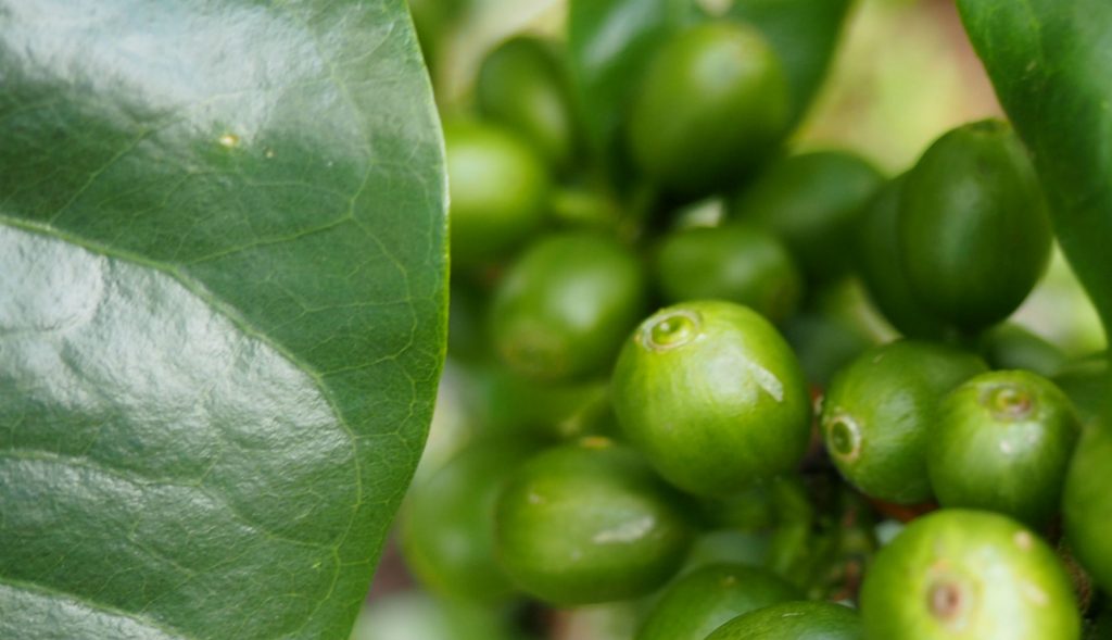 Rwanda Bourbon - Jarama Farm, Nyamasheke, Kivubelt Estate