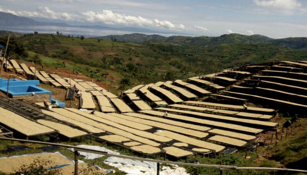 Rwanda Bourbon - Jarama Farm, Nyamasheke, Kivubelt Estate